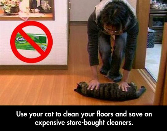 funny-cleaning-floor-cat-expensive-products